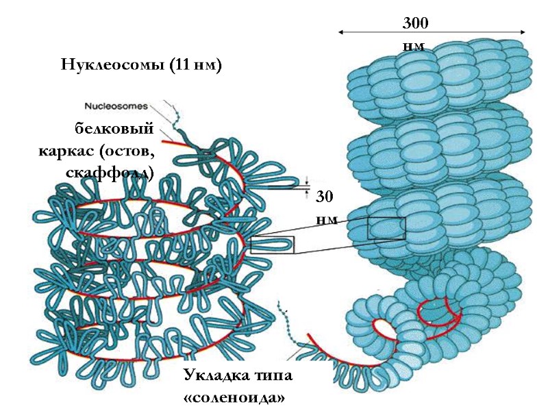 белковый каркас (остов, скаффолд) Нуклеосомы (11 нм) 30 нм Укладка типа «соленоида» 300 нм